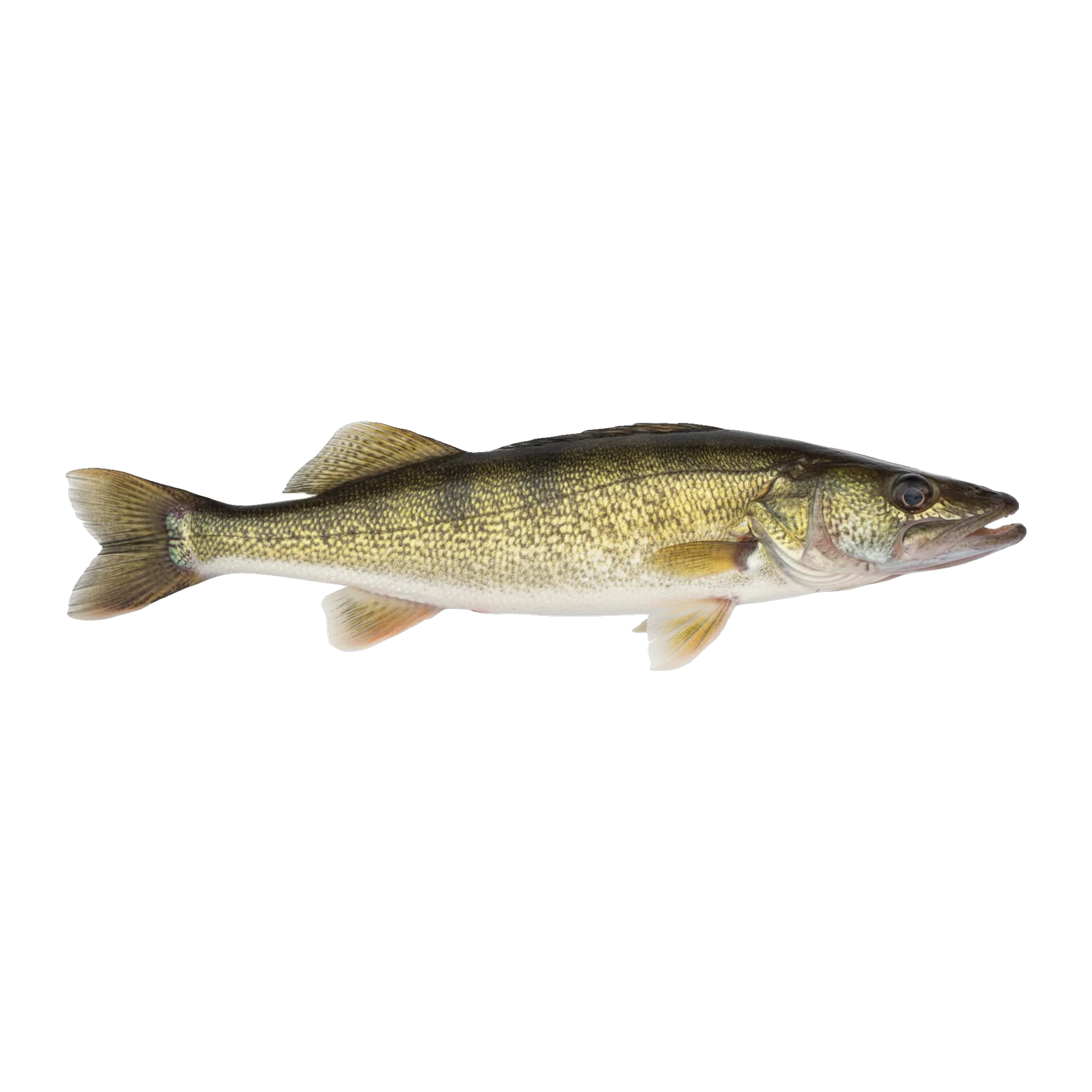 The original catch