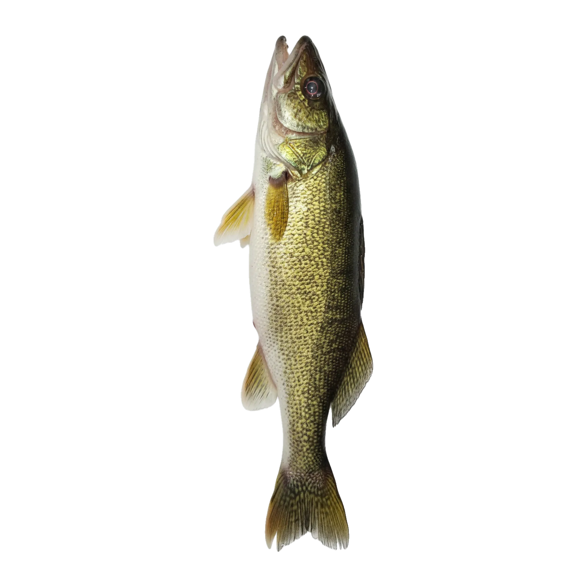 The original catch