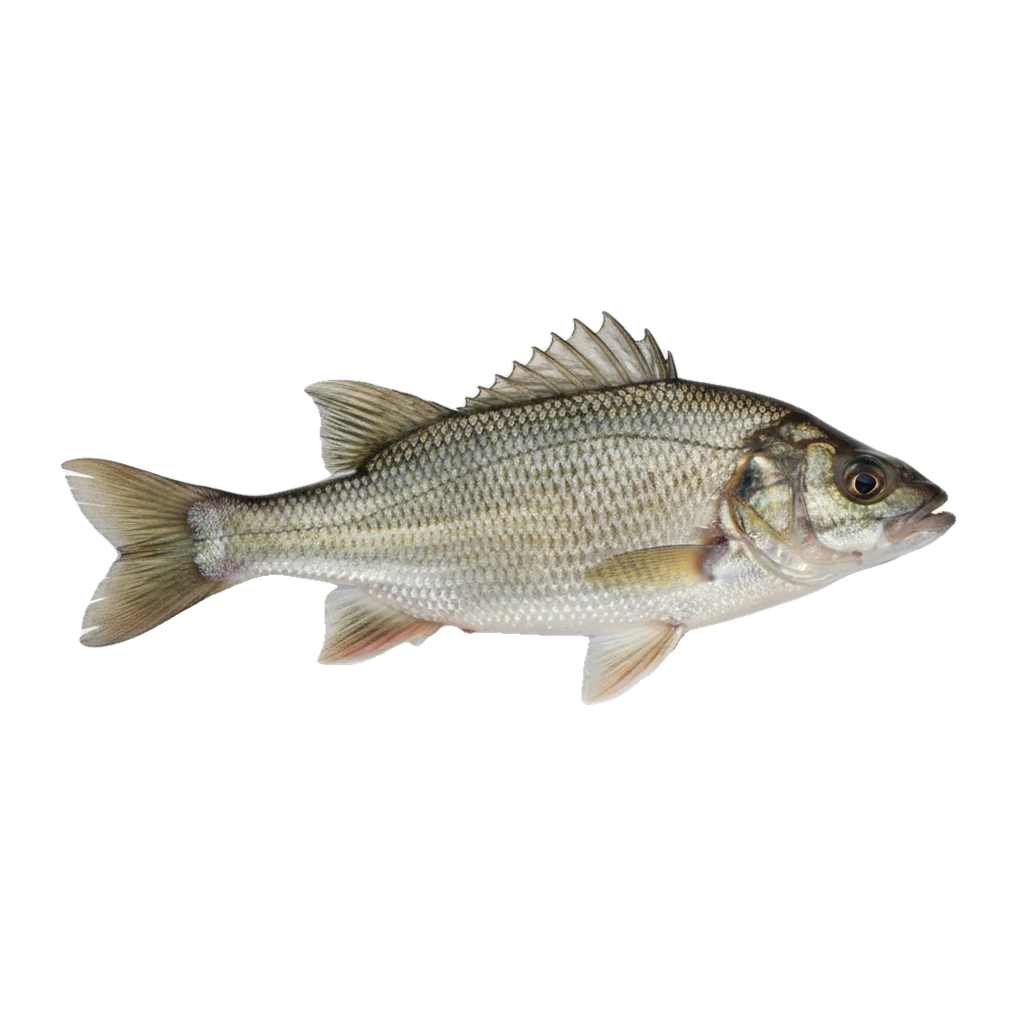 The original catch