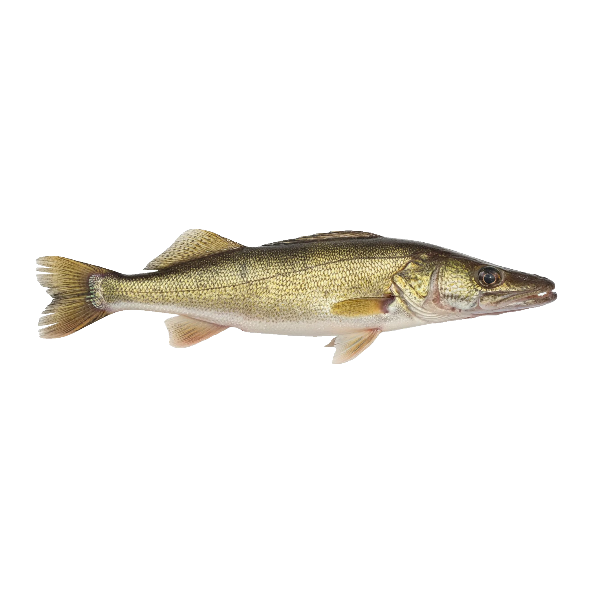 The original catch