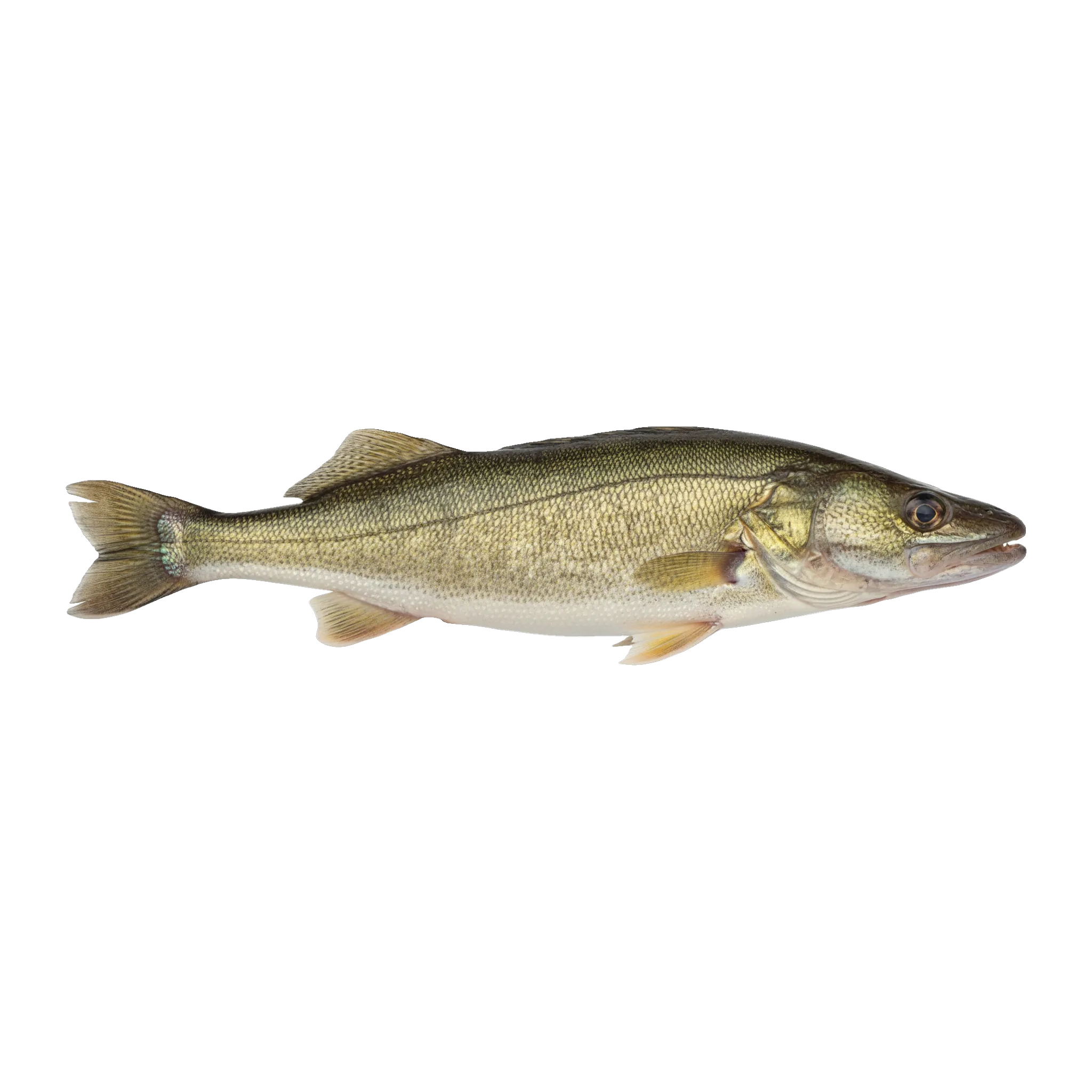 The original catch