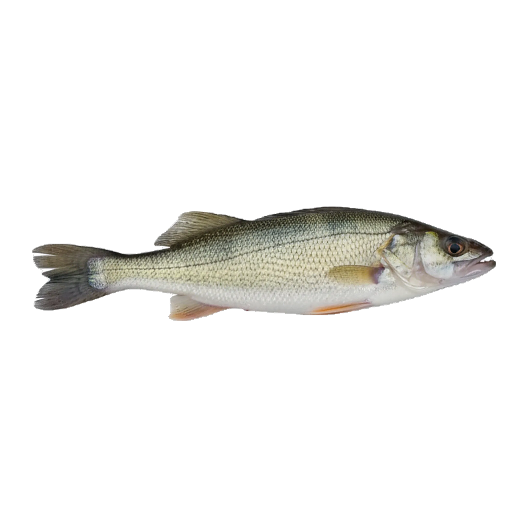 The original catch