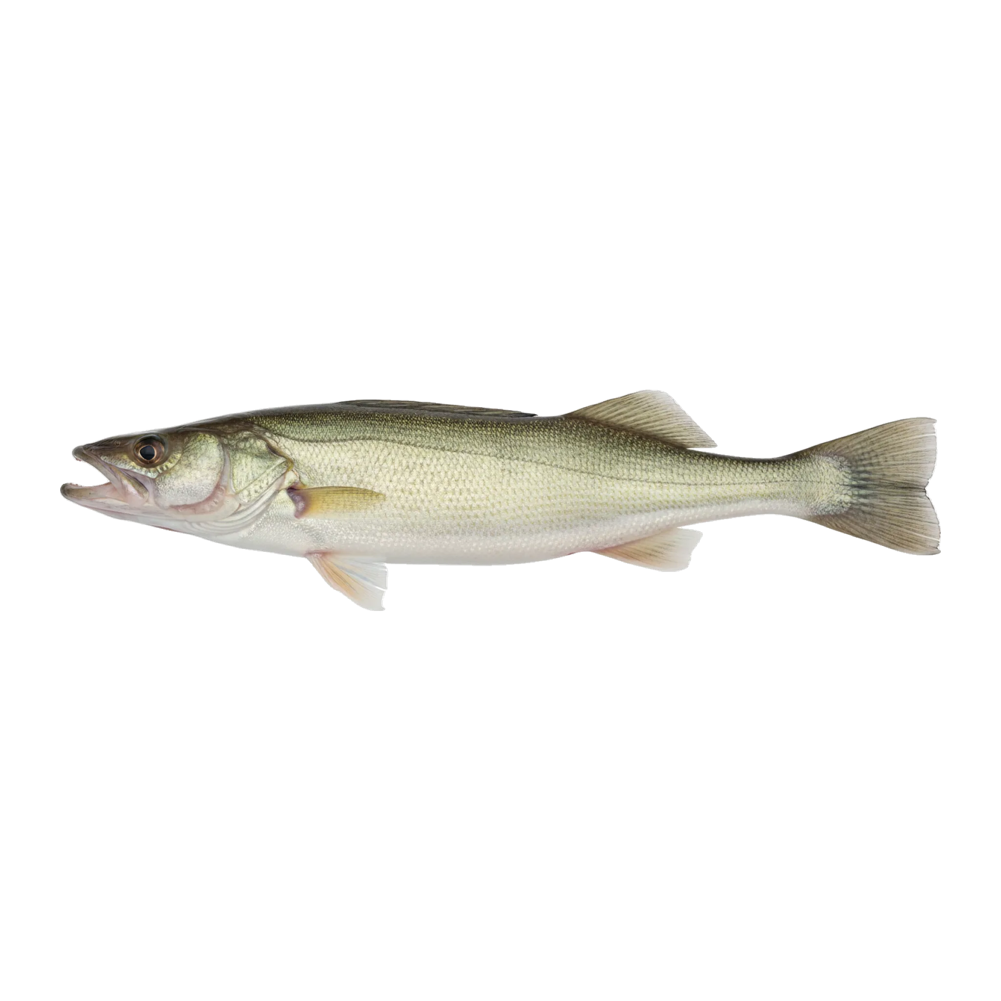 The original catch