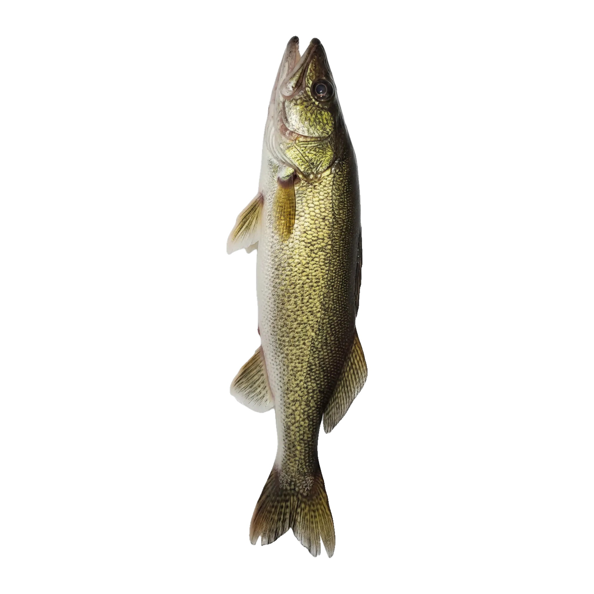 The original catch