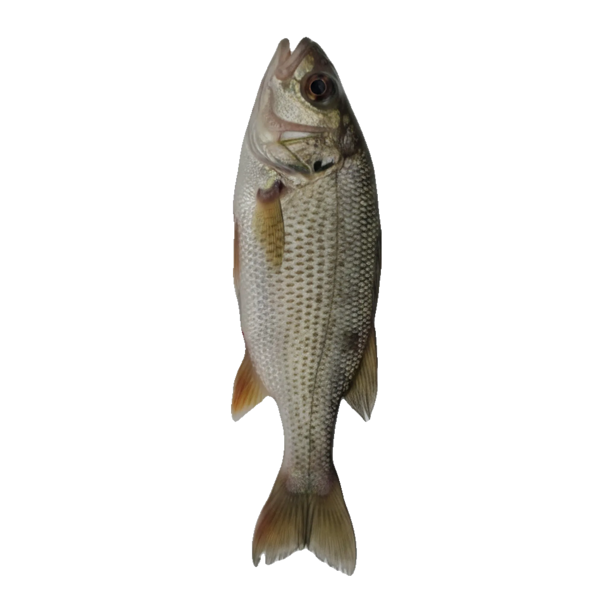 The original catch