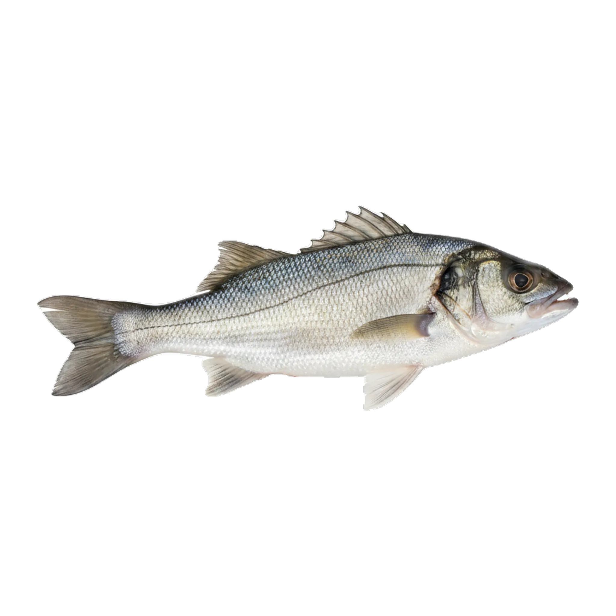 The original catch