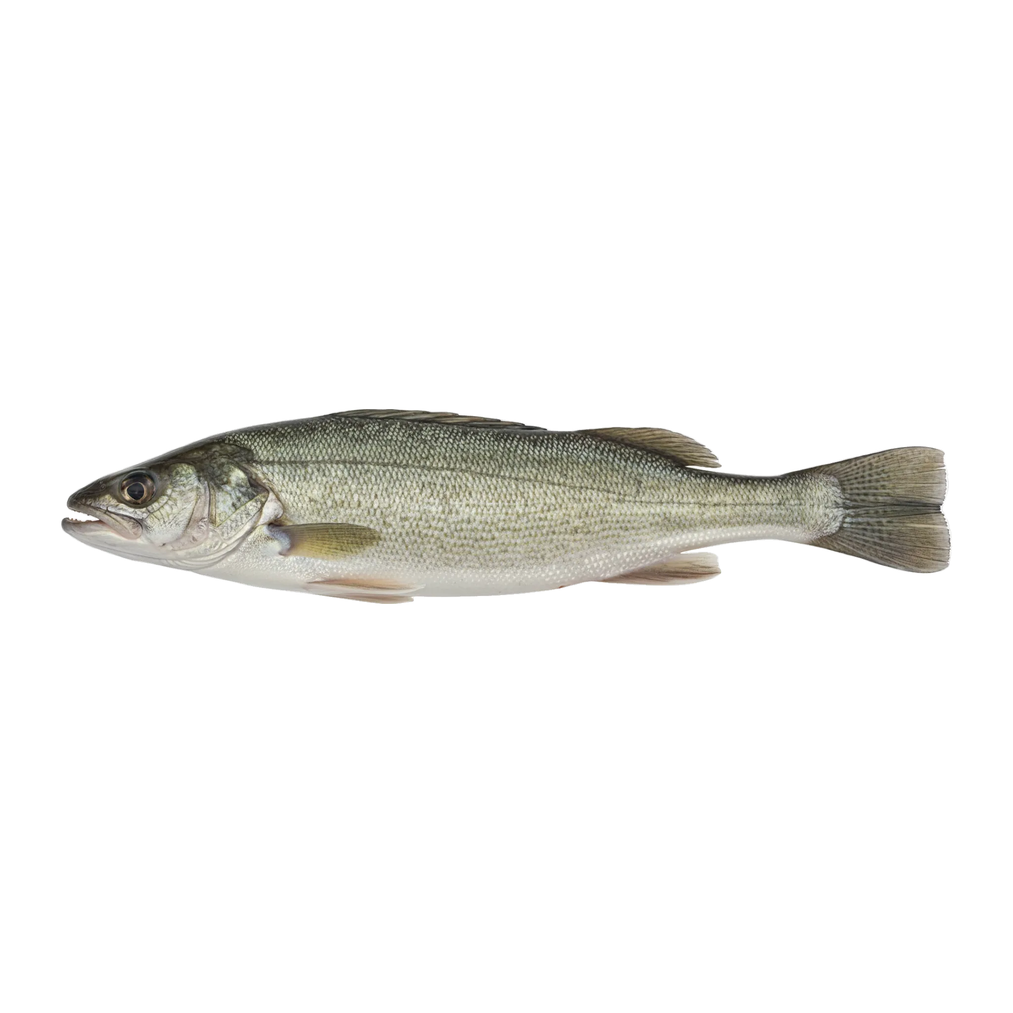 The original catch