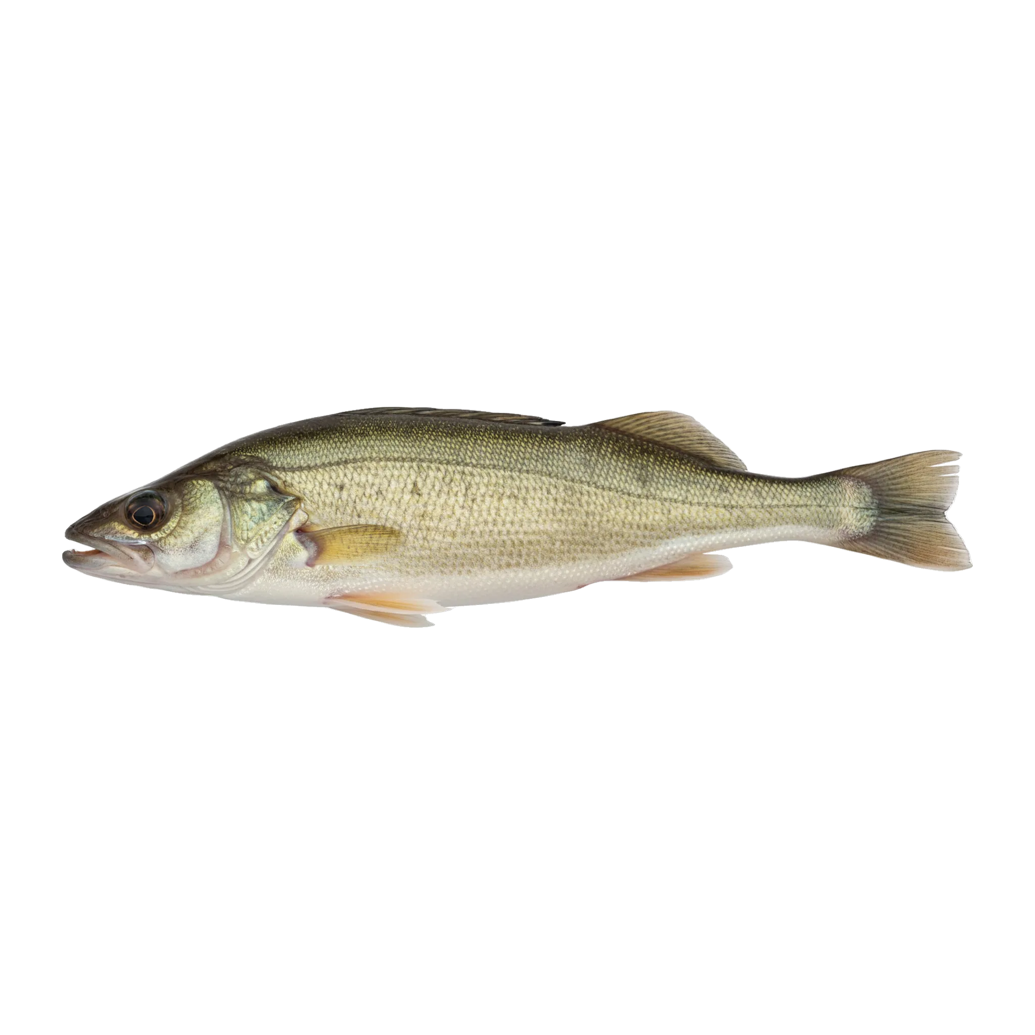 The original catch