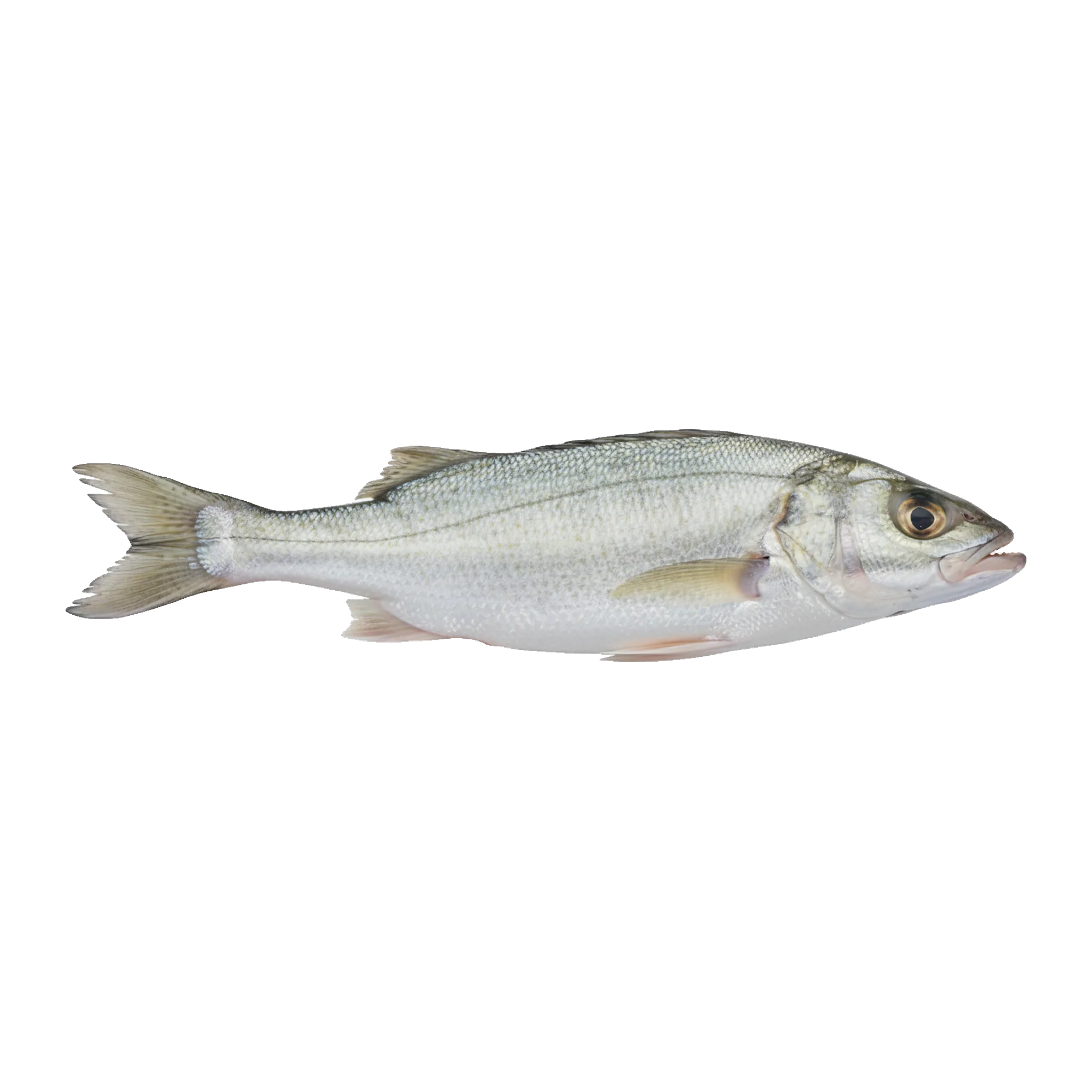 The original catch