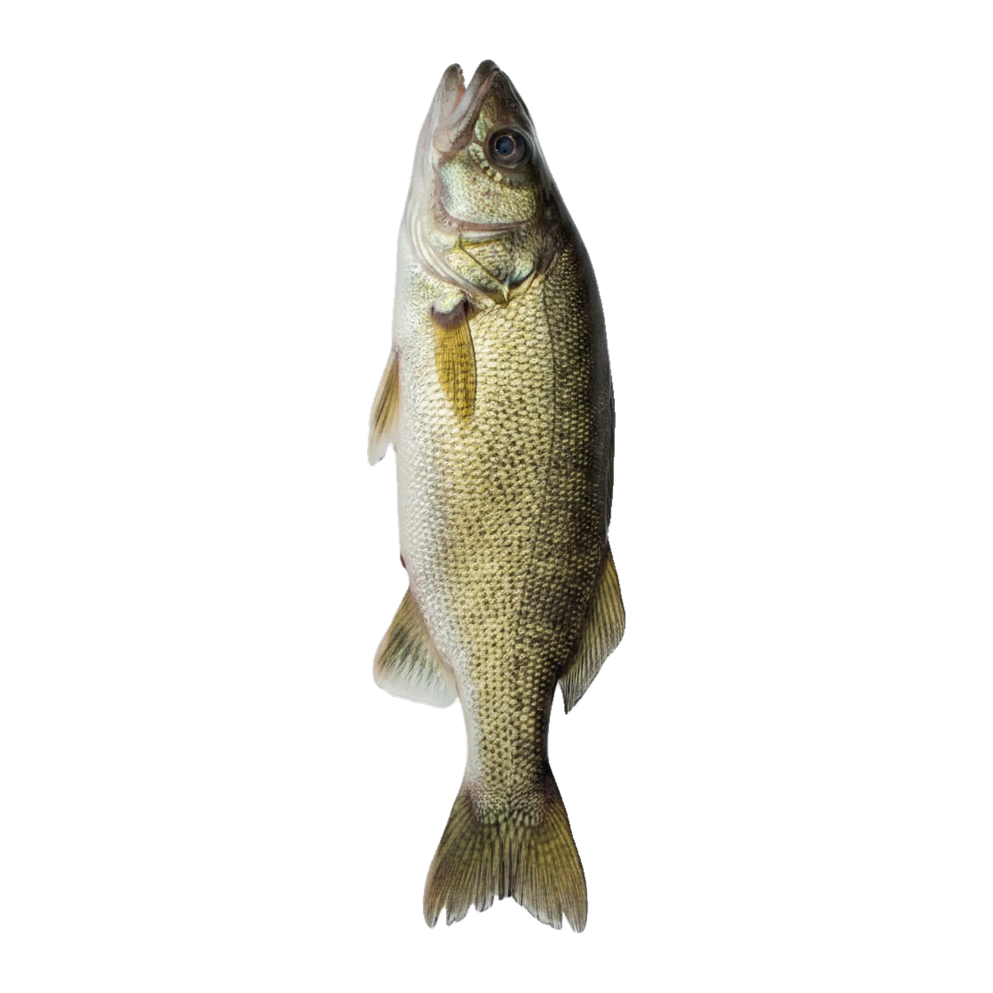 The original catch