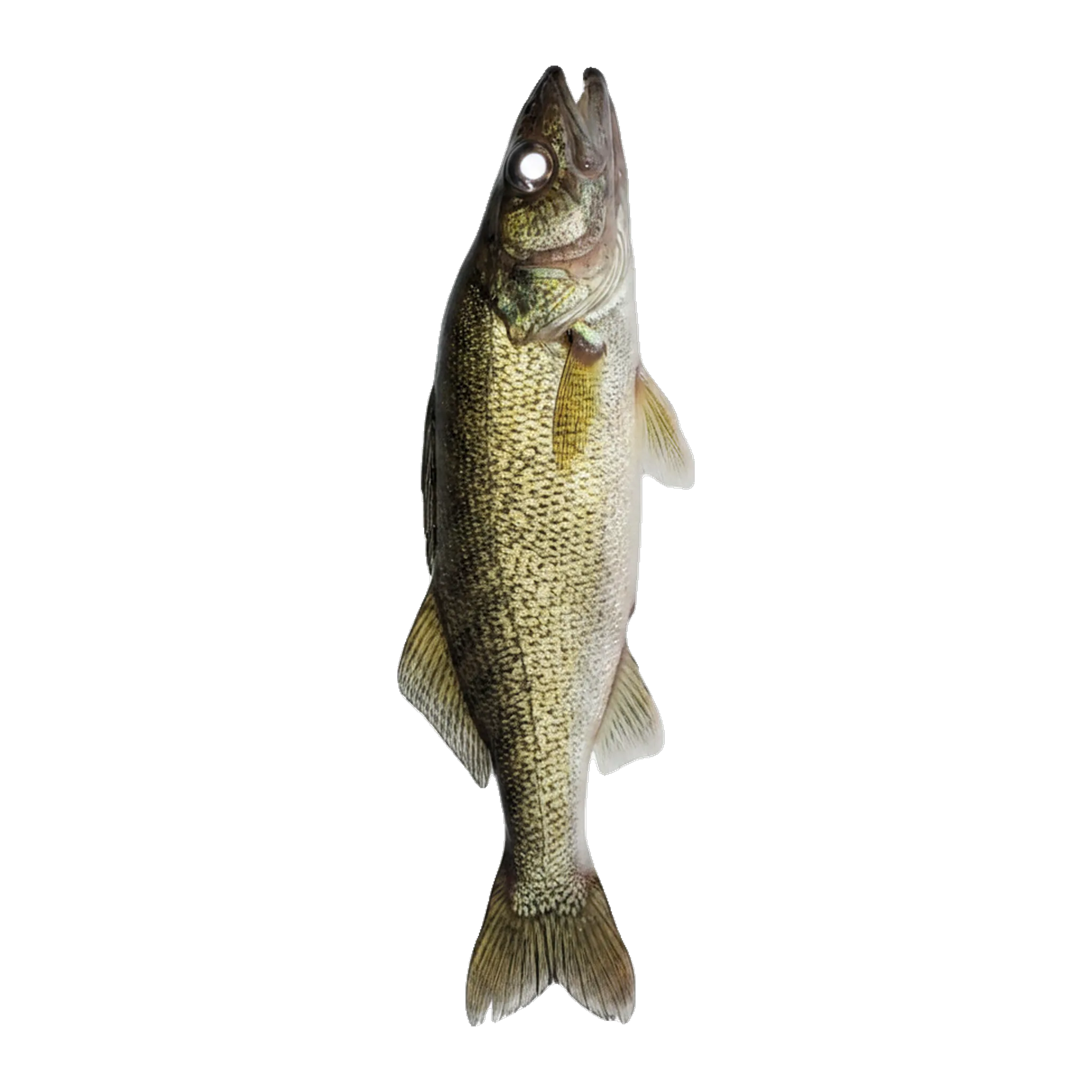 The original catch