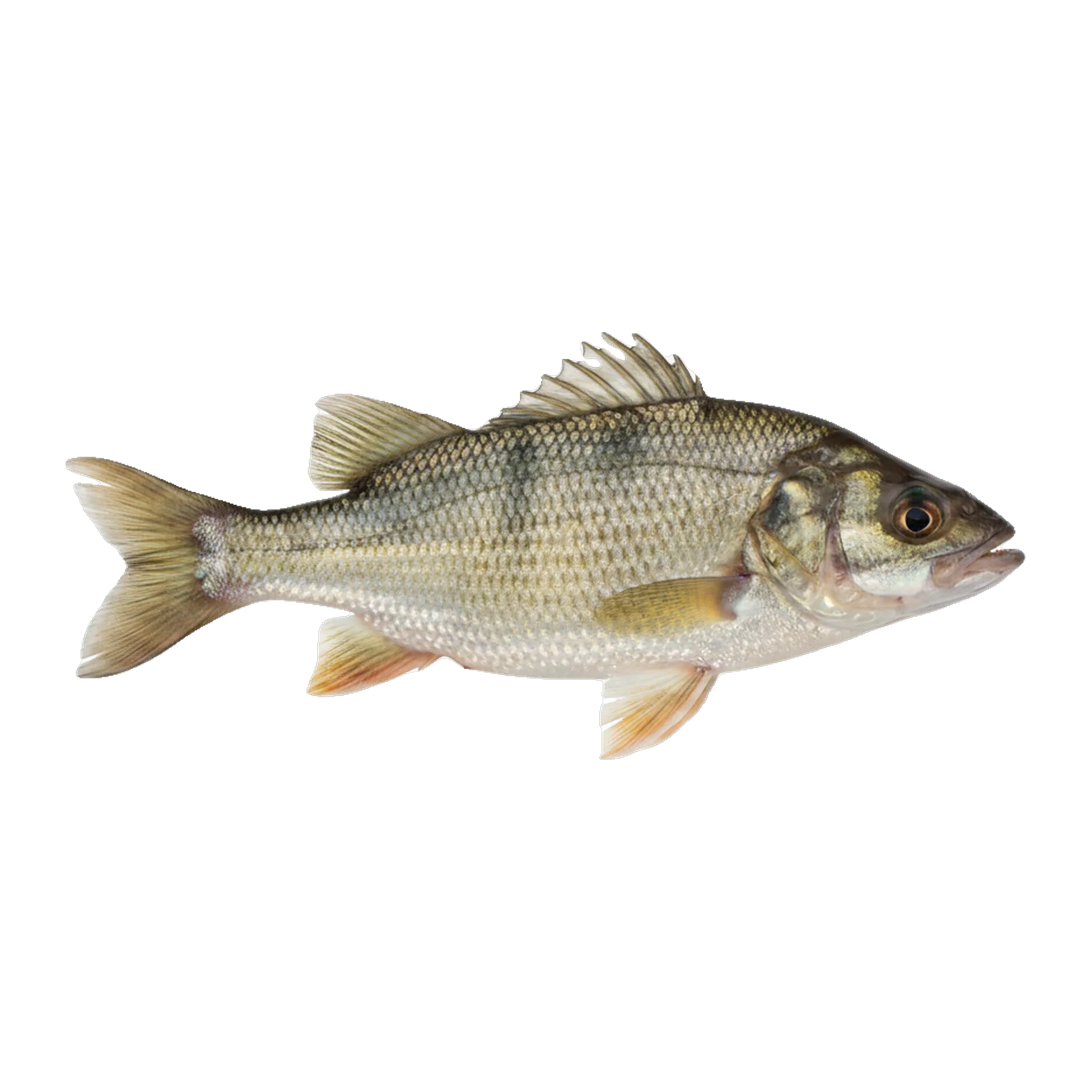 The original catch