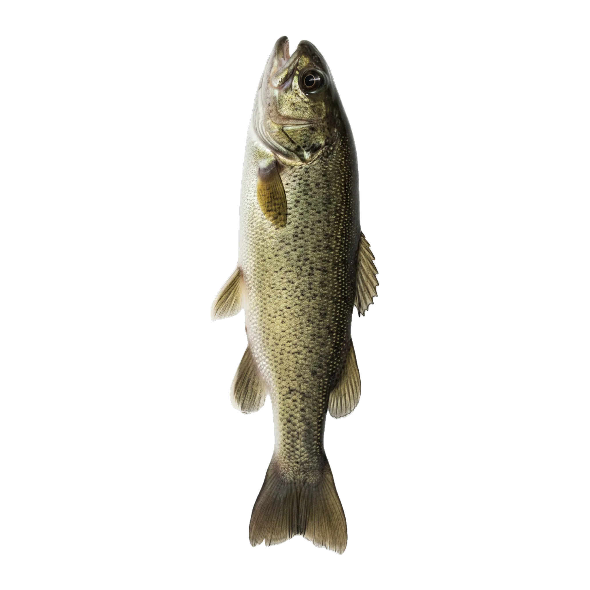 The original catch