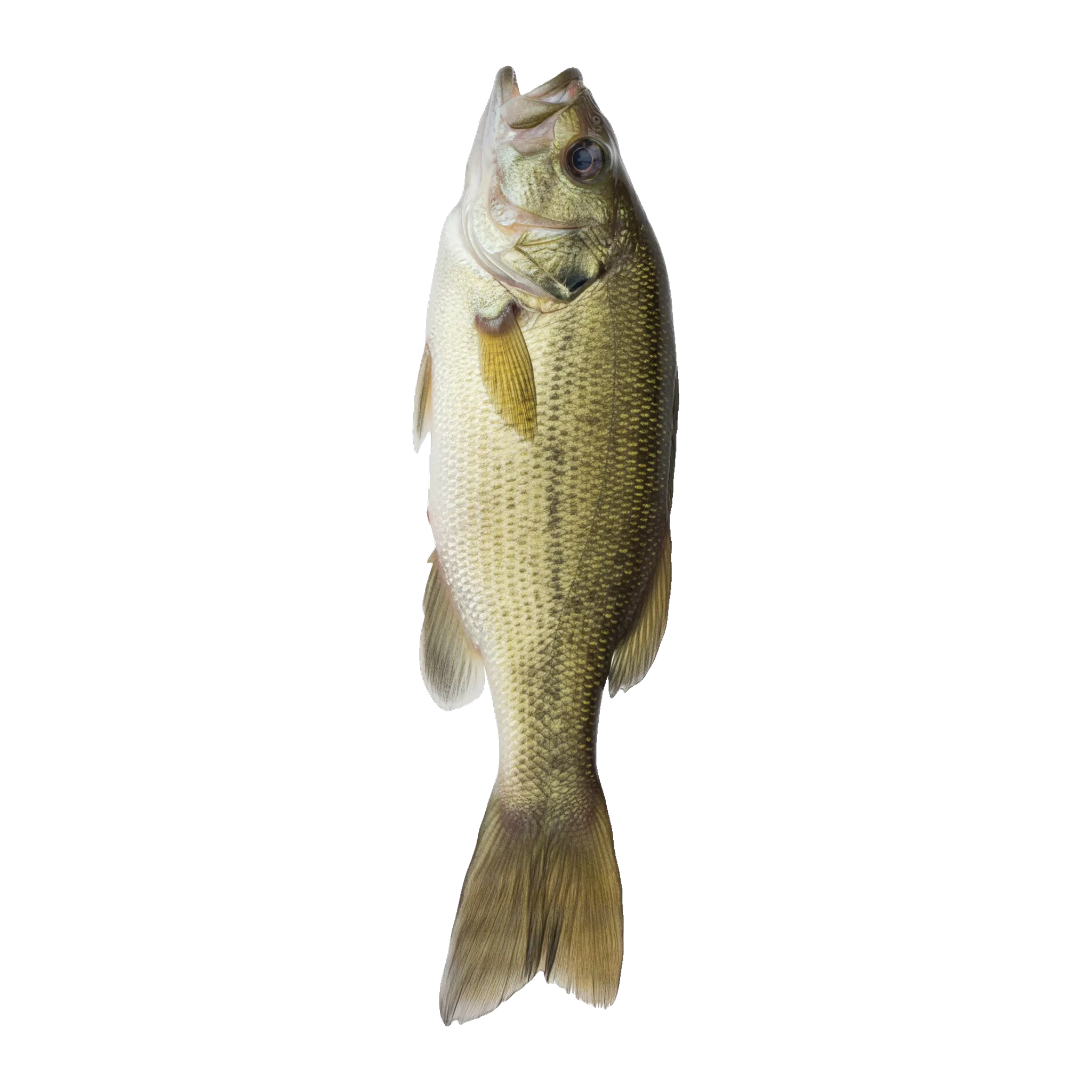 The original catch