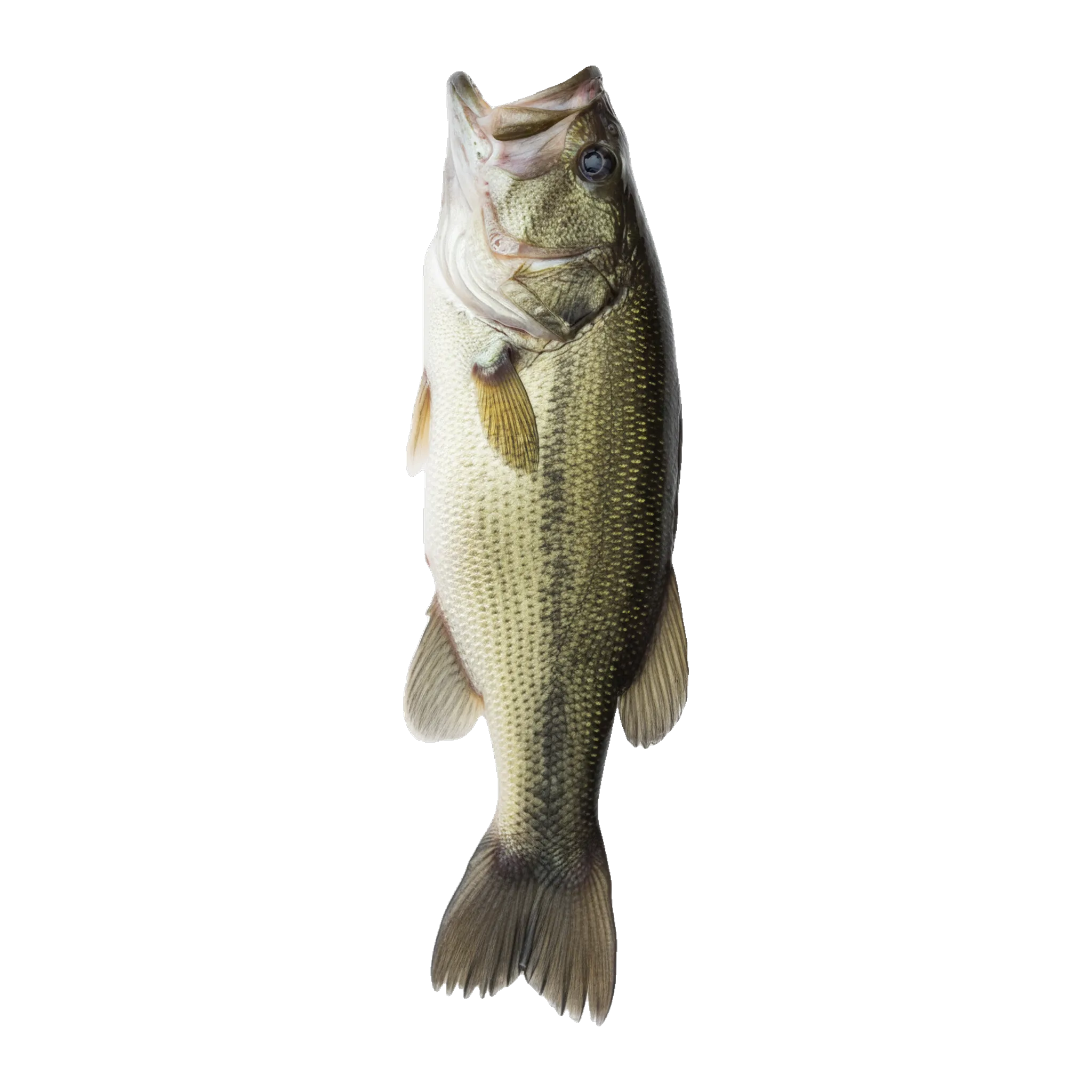 The original catch