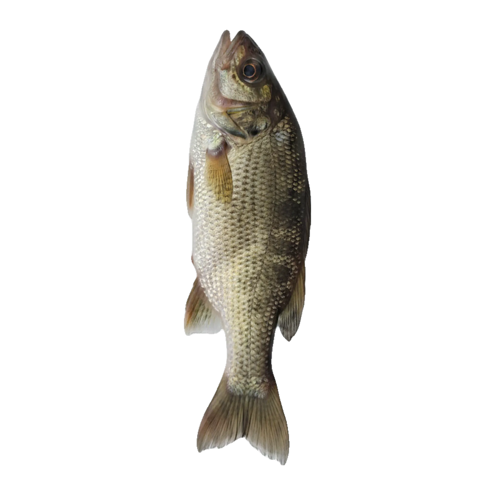 The original catch