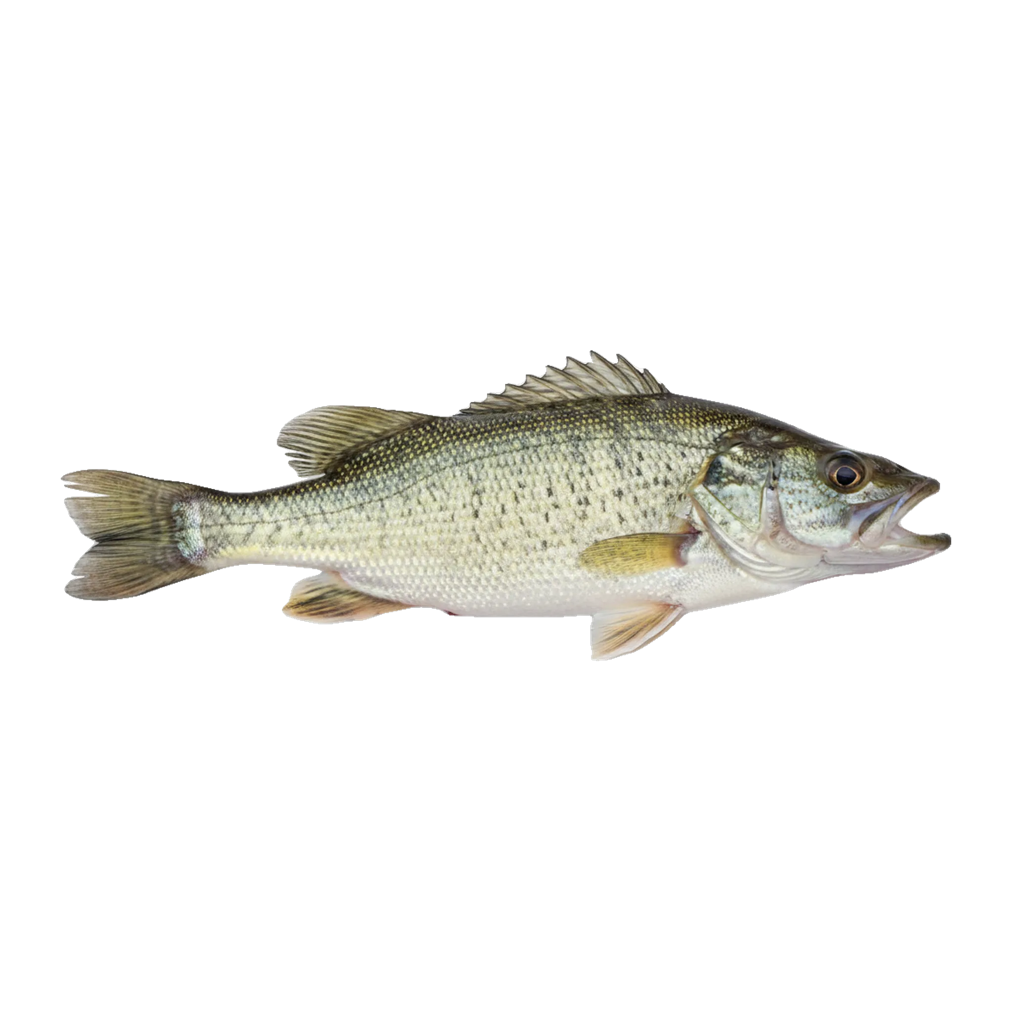The original catch