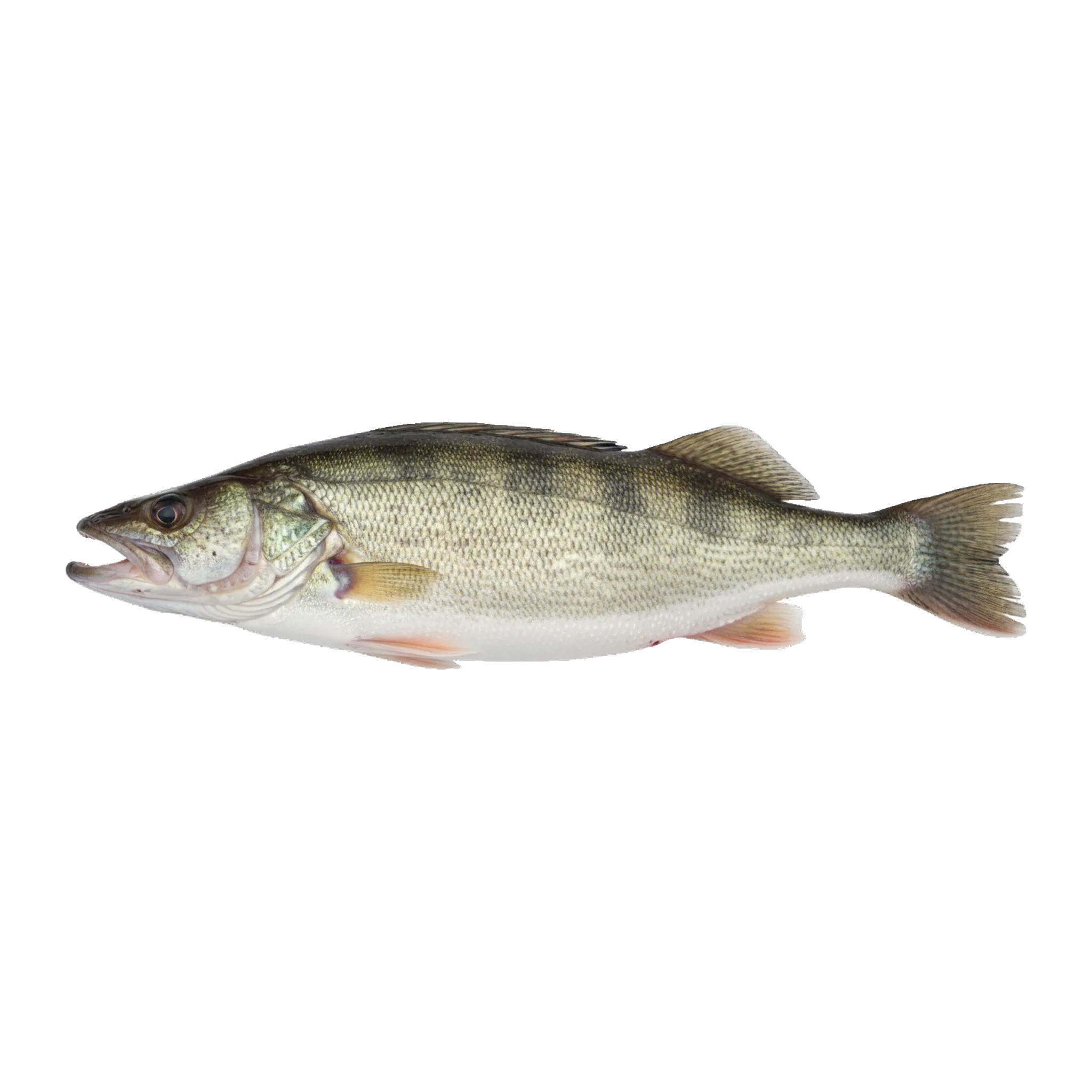 The original catch