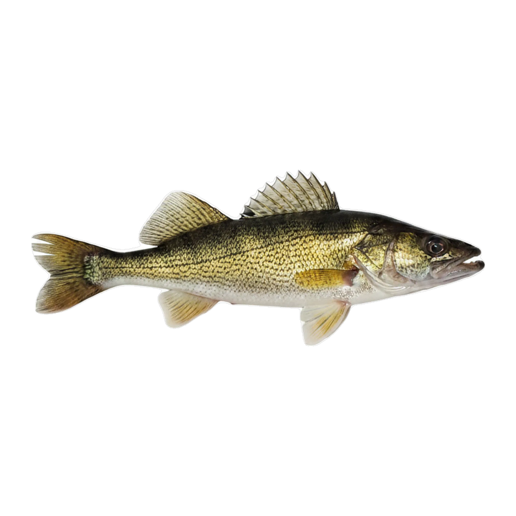 The original catch