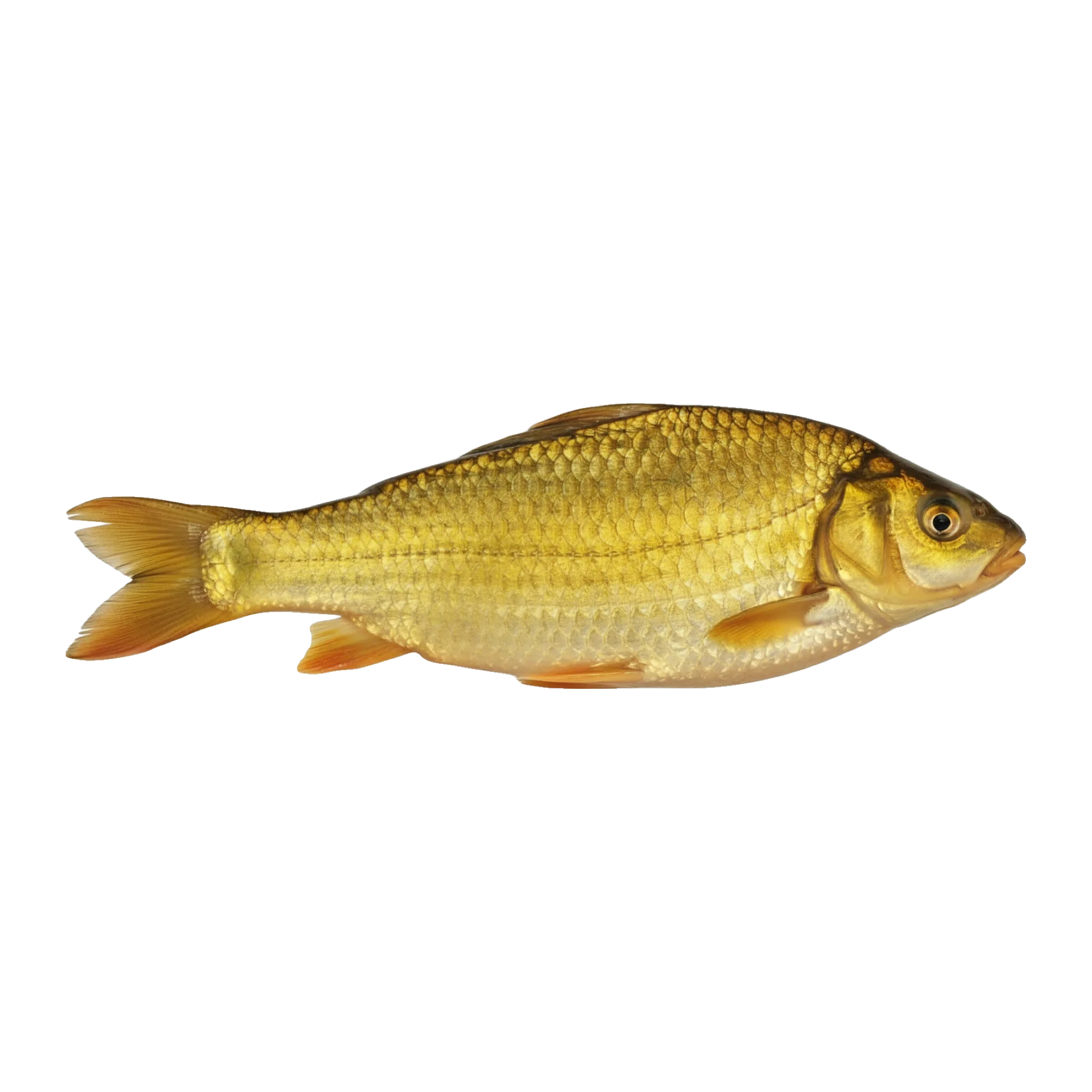 The original catch