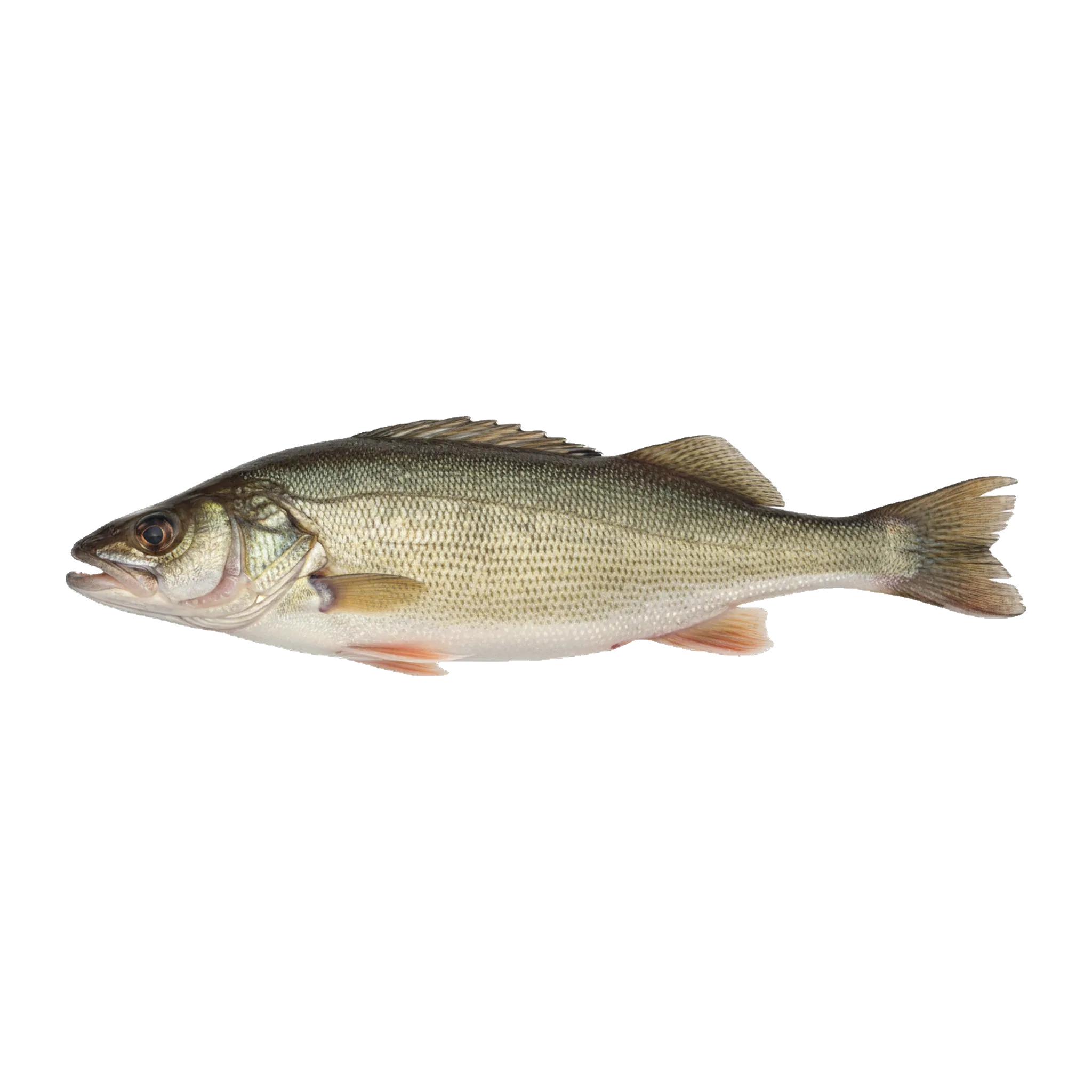 The original catch