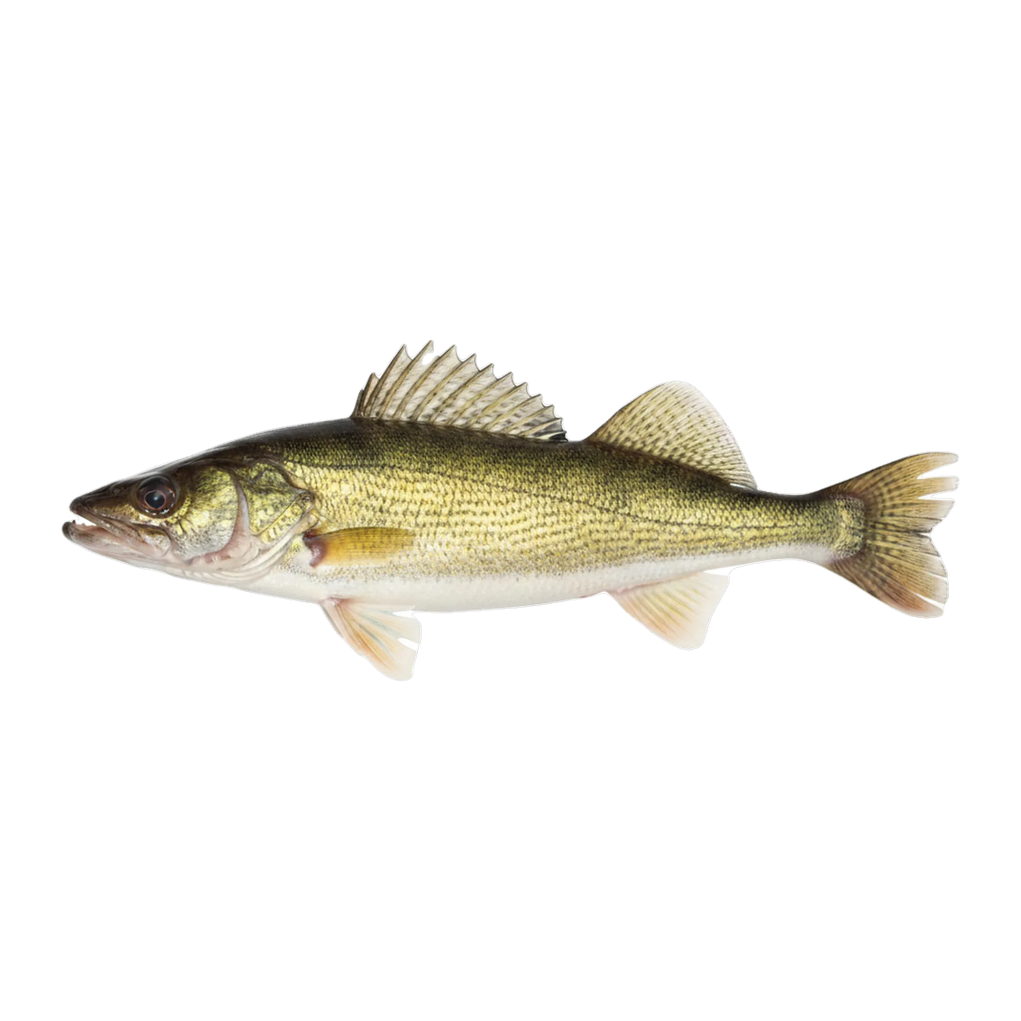 The original catch