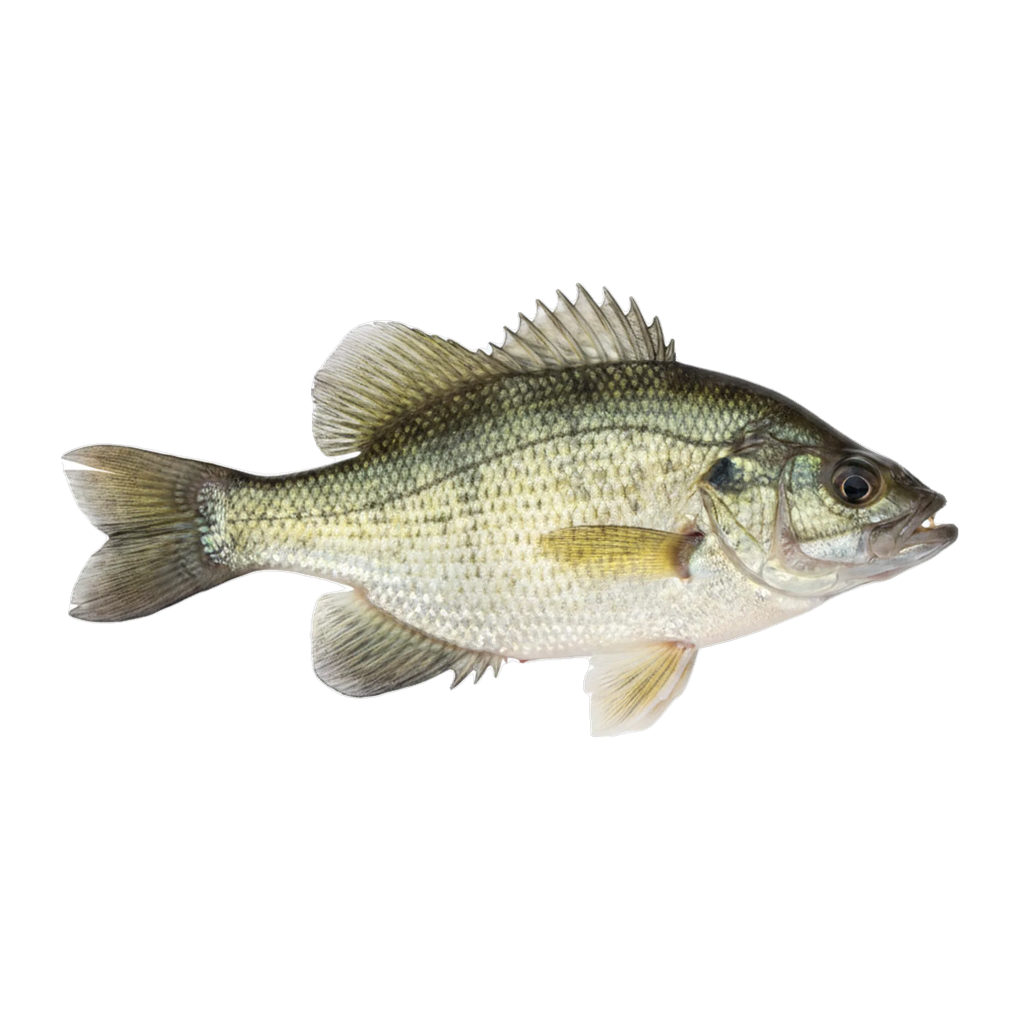 The original catch