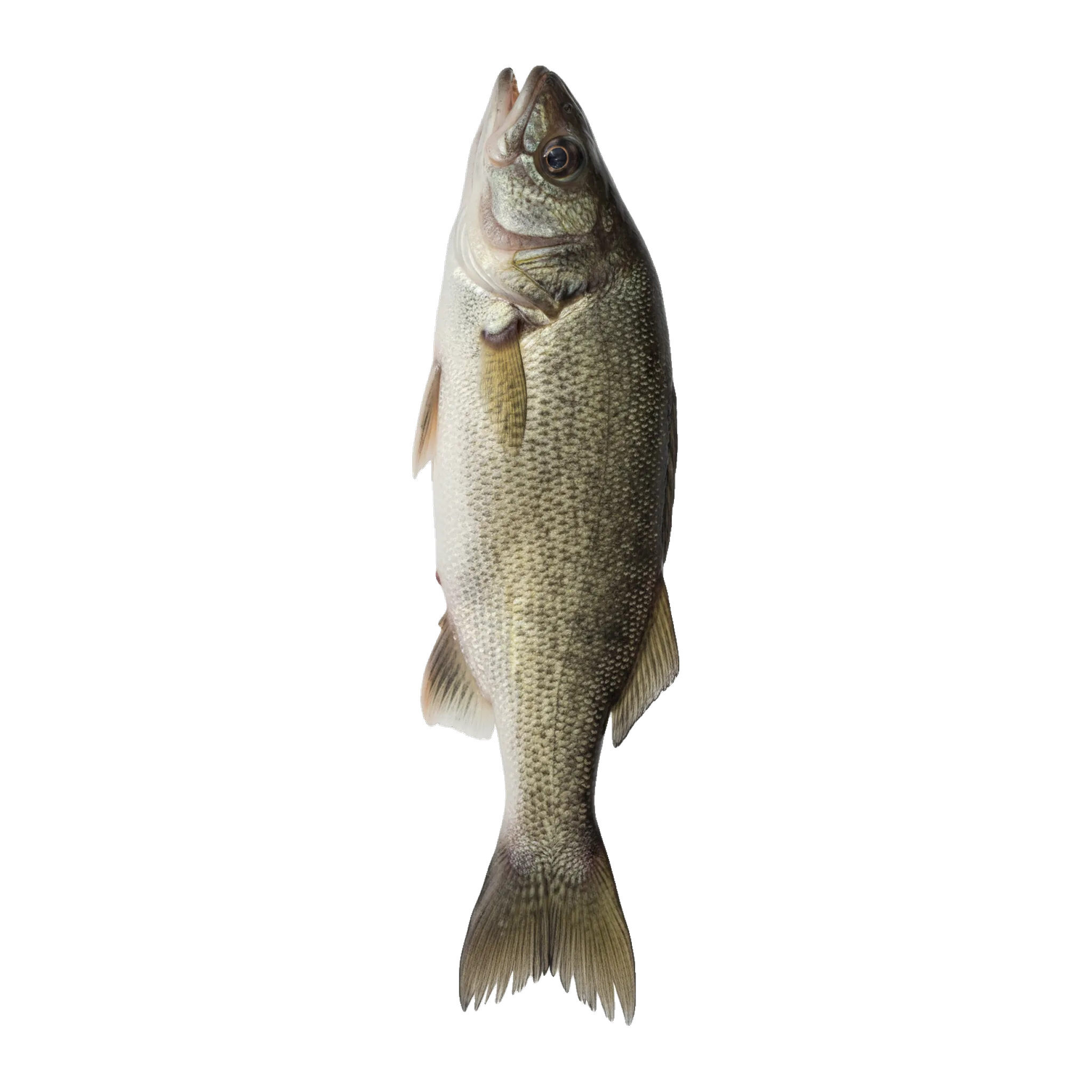 The original catch