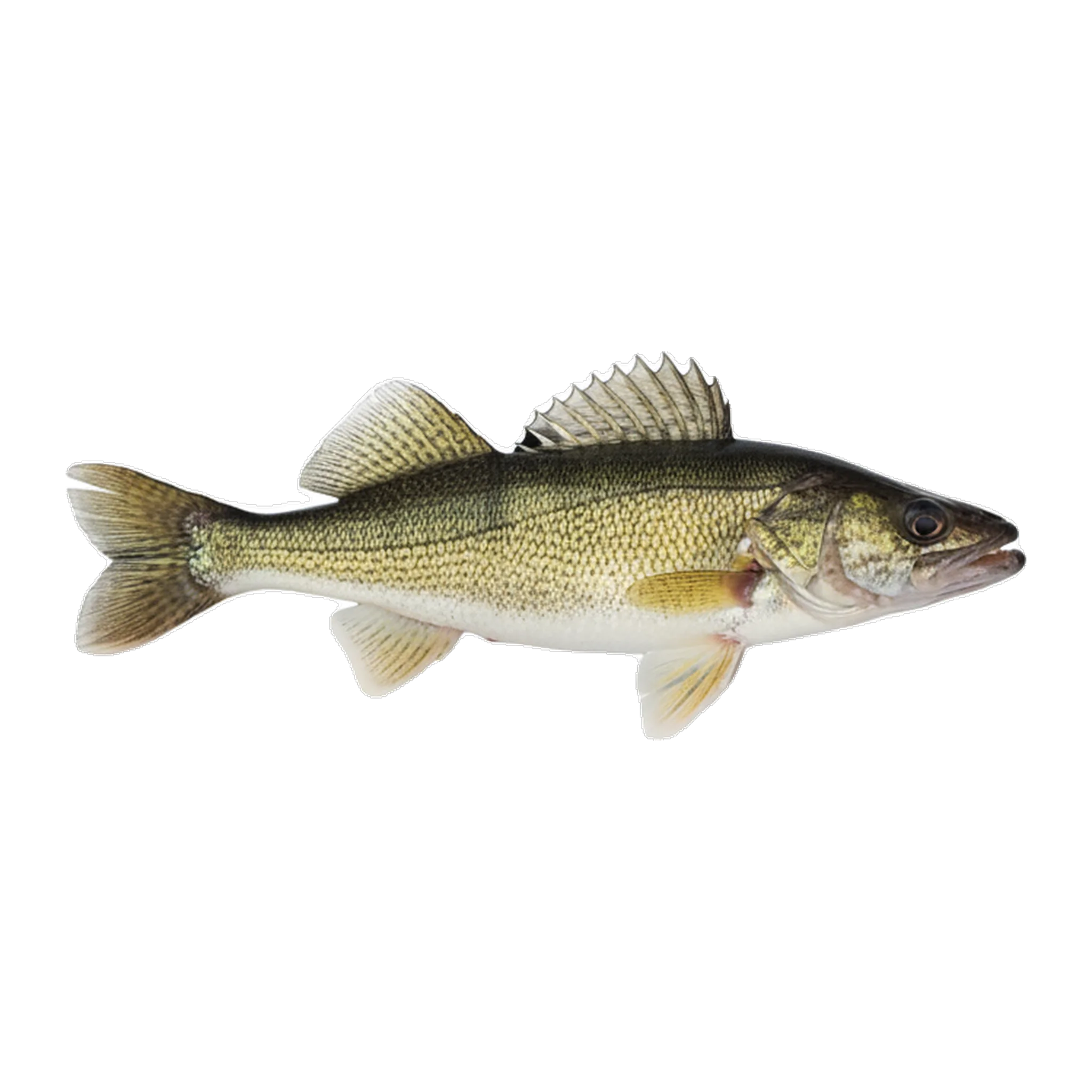 The original catch