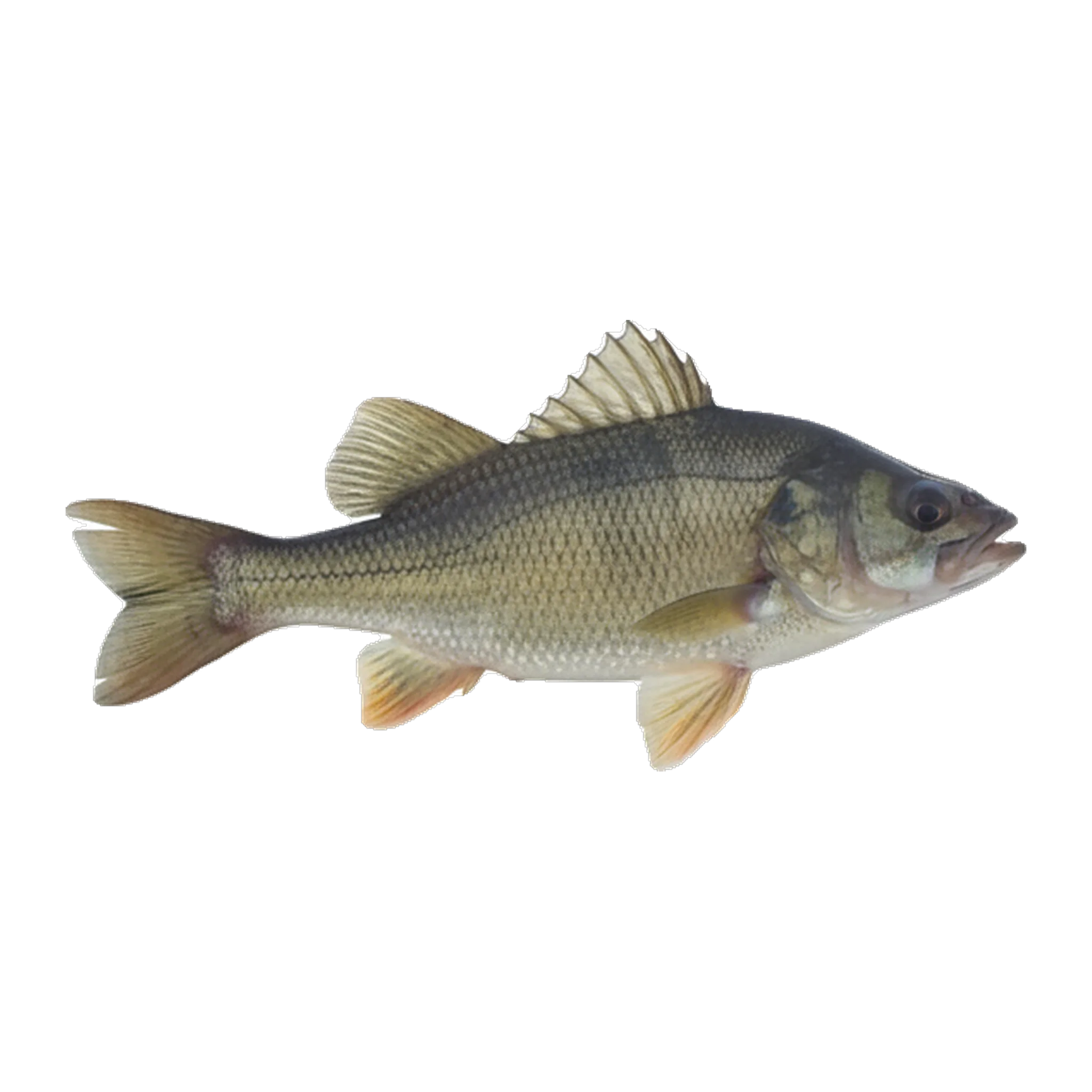 The original catch