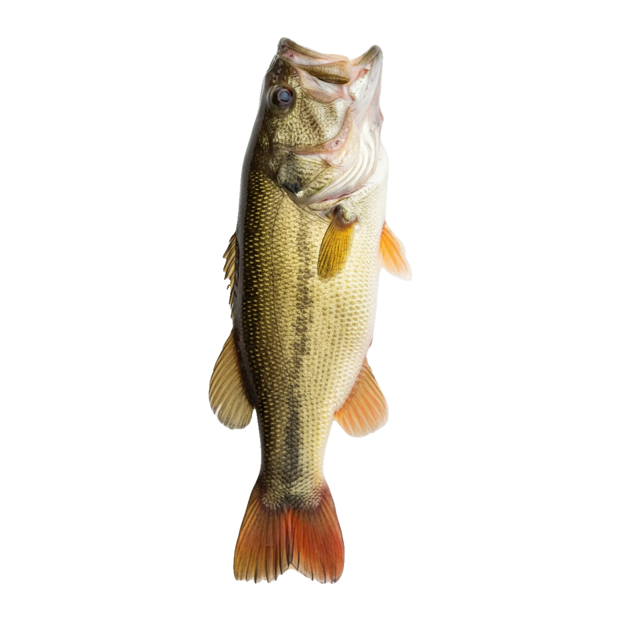 The original catch