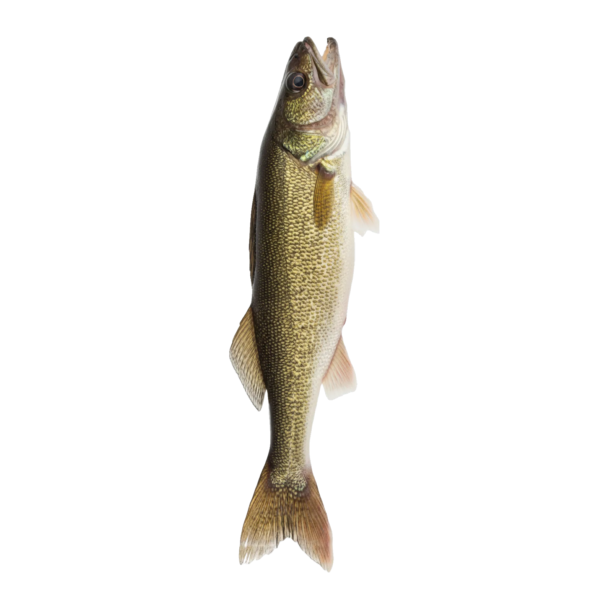 The original catch