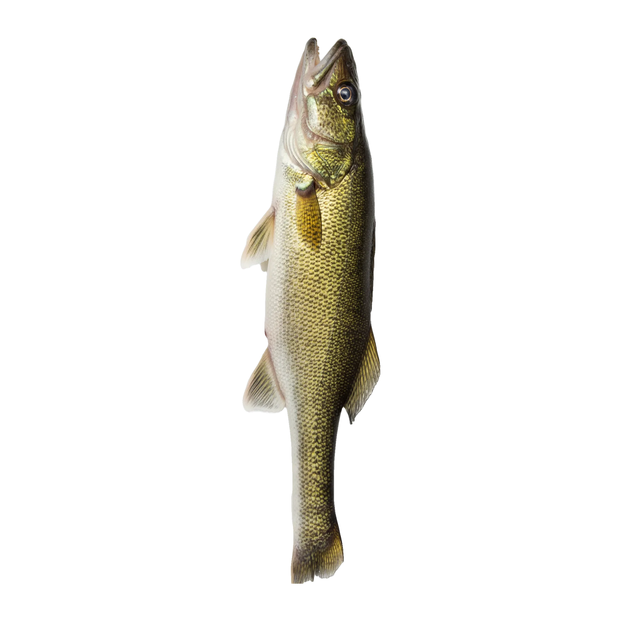The original catch