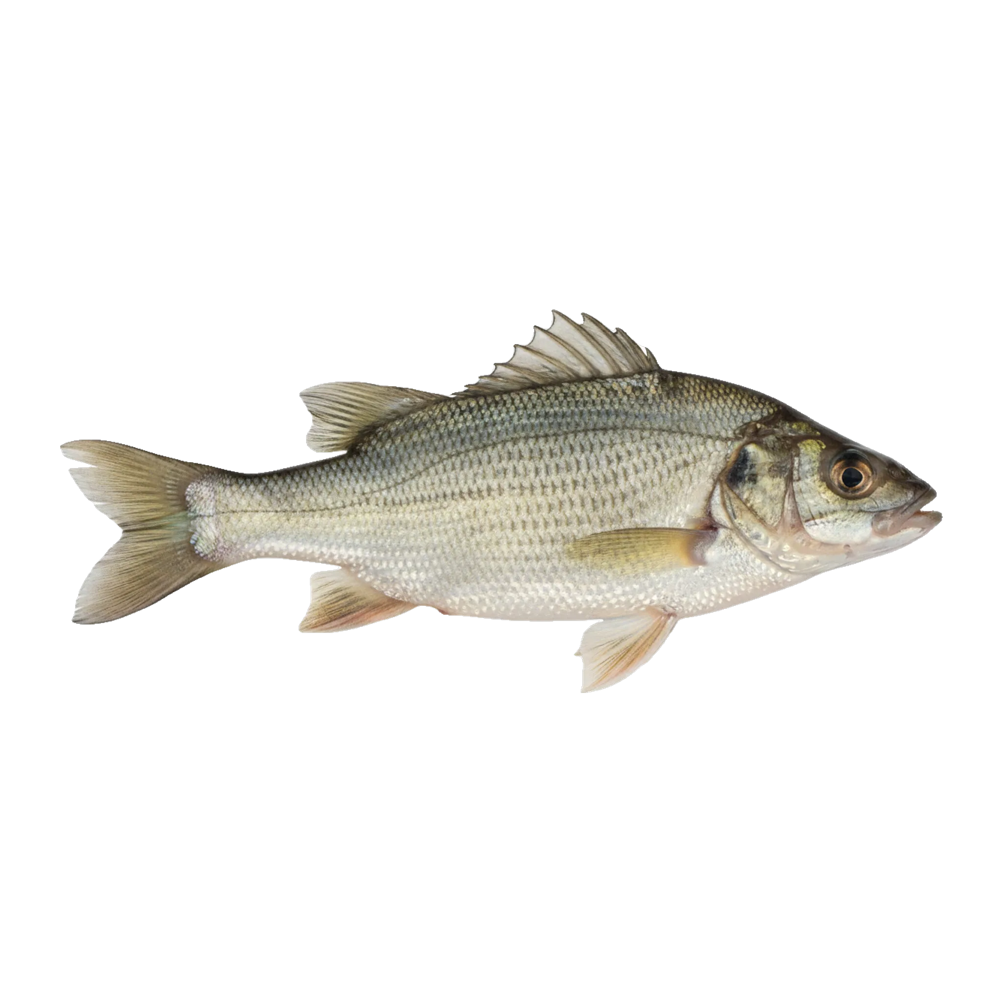 The original catch