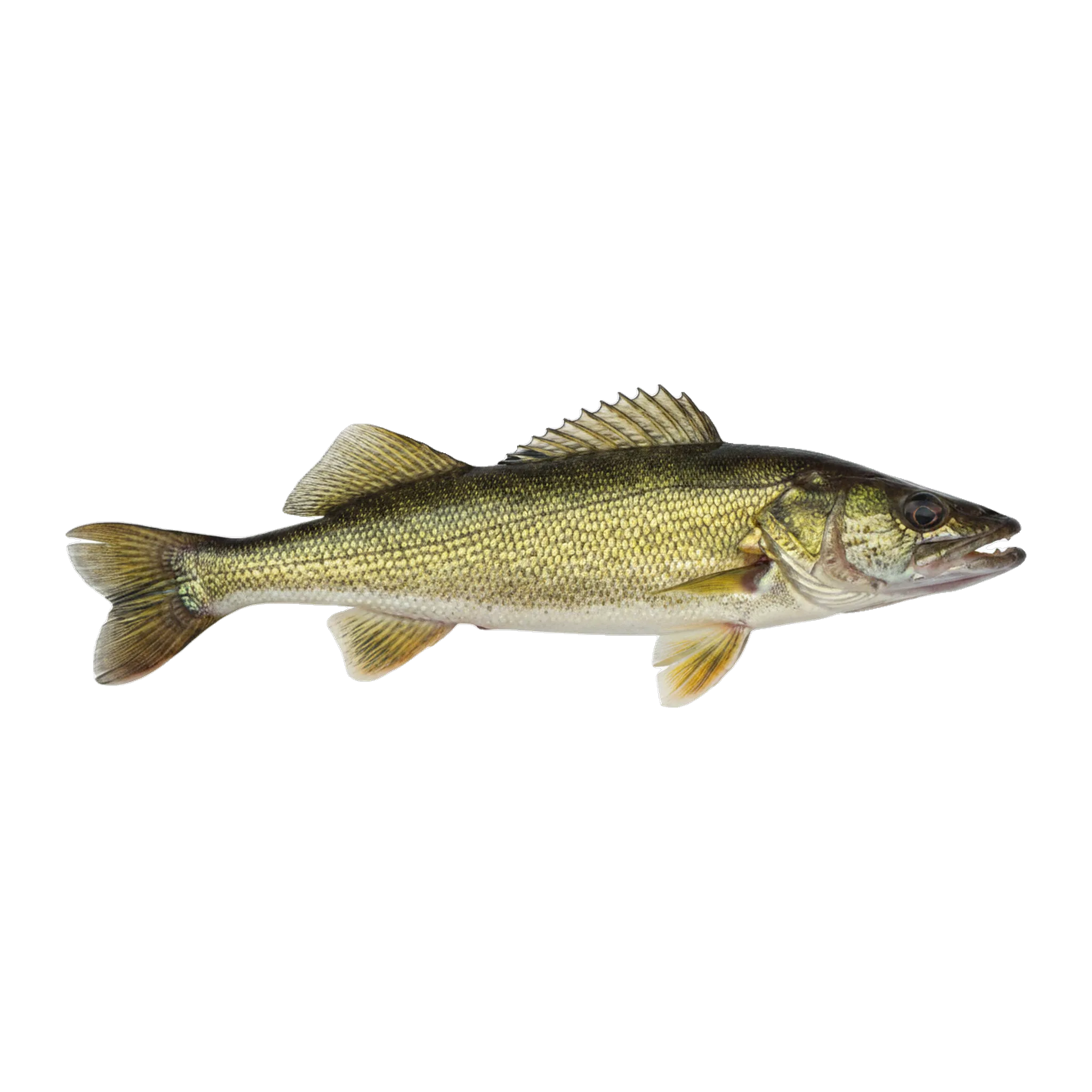 The original catch