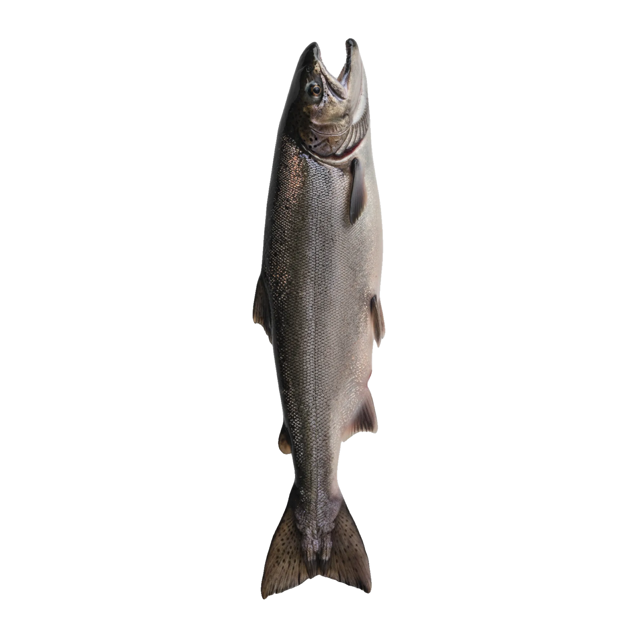 The original catch