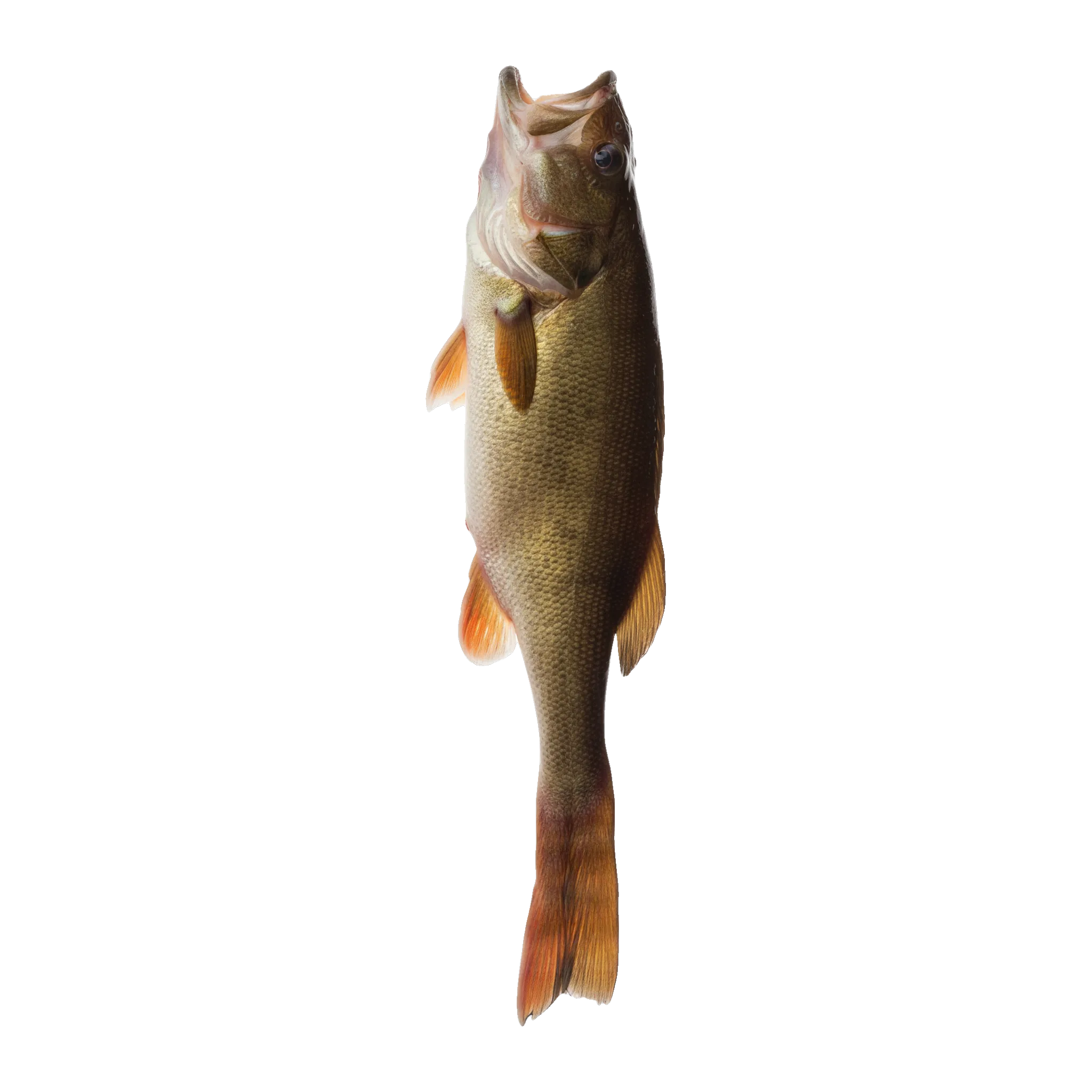 The original catch