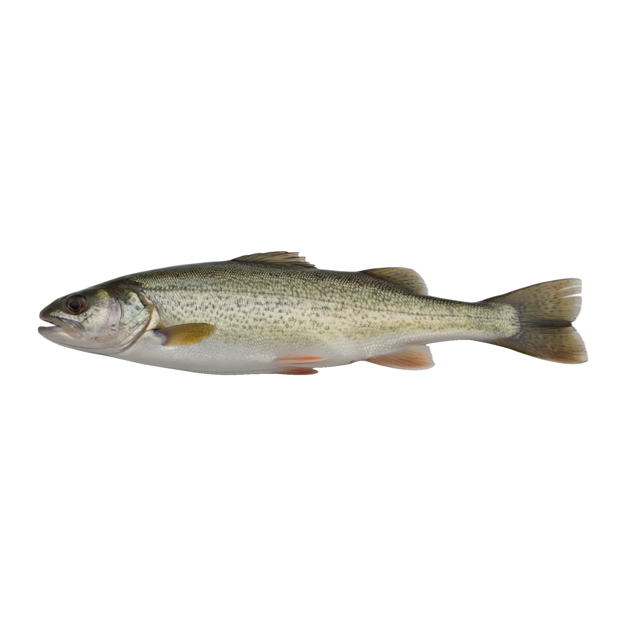 The original catch