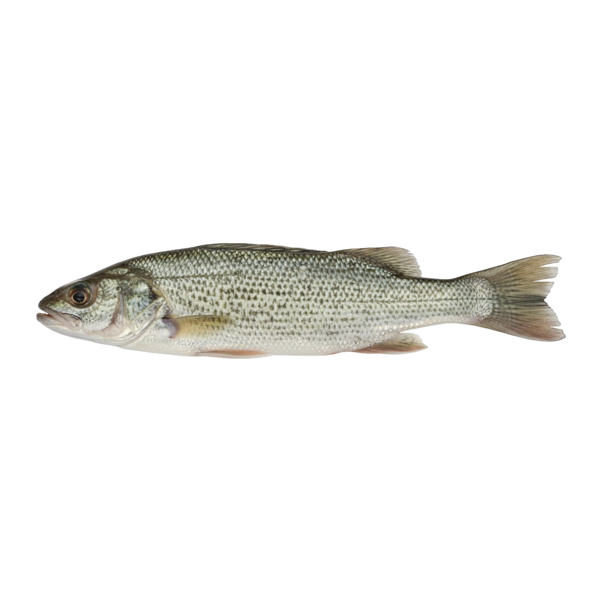 The original catch