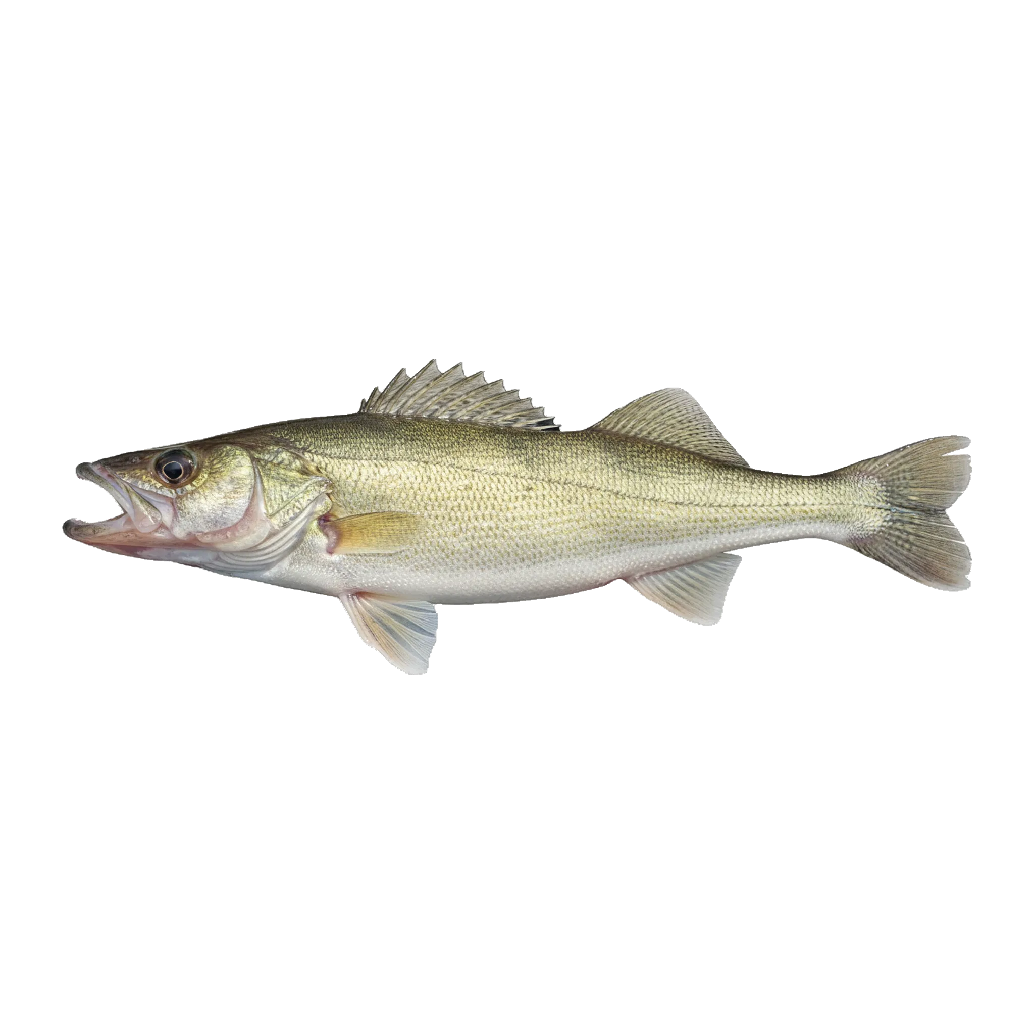 The original catch