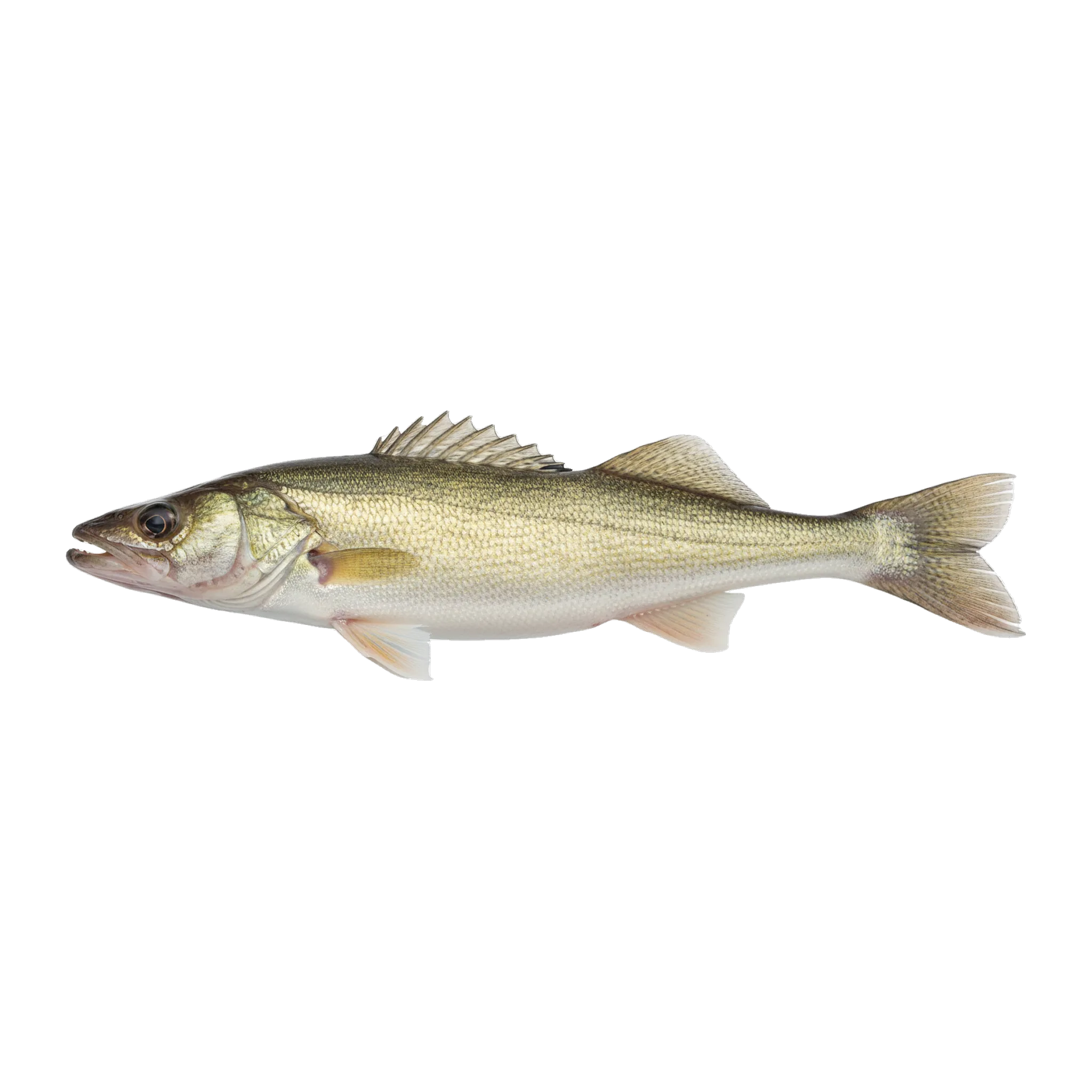 The original catch