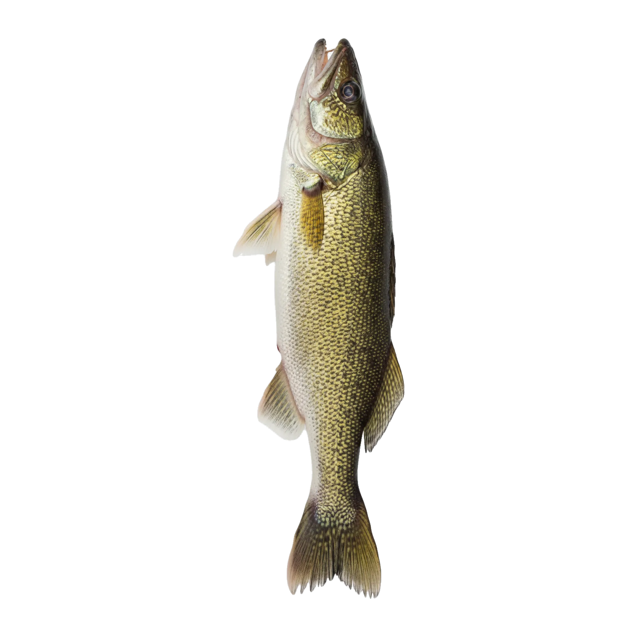 The original catch